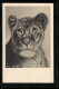 AK Löwin (Felis Leo), Portrait  - Tigres