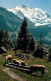 13123559 Interlaken BE Gebirgspanorama Almwiesen Kuehe Jungfrau Berner Alpen Int - Other & Unclassified