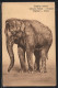 AK Indischer Elefant, Portrait  - Olifanten
