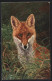 AK Fuchs Zwischen Gräsern, Portrait  - Other & Unclassified