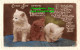 R355181 Every Joy Attend Your Birthday. White And Brown Cats. J. Beagles. RP - World