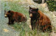 Animaux - Ours - Black Bear - Bear - CPSM Format CPA - Voir Scans Recto-Verso - Ours