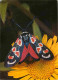 Animaux - Papillons - Zygaena Occitanica Dup - Blutstropfchen - Zygène - Burnet - Flamme Postale De Autun - CPM - Voir S - Vlinders