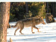 Animaux - Loups - Le Loup Du Queyras - Hiver - Neige - Wolf - Lobo - CPM - Carte Neuve - Voir Scans Recto-Verso - Andere & Zonder Classificatie