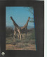 Animaux - Girafes - Girafe Réticulée - Carte WWF - CPM - Voir Scans Recto-Verso - Giraffes