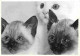 Animaux - Chats - Chatons - Carte Neuve - CPM - Voir Scans Recto-Verso - Chats