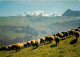Animaux - Moutons - Alpes - CPM - Voir Scans Recto-Verso - Autres & Non Classés