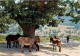 Animaux - Anes - Corse - Kalliste - La Pause Sous Le Châtaignier - Carte Neuve - CPM - Voir Scans Recto-Verso - Donkeys