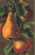 ARTS - Peintures Et Tableaux - Un Poirier Avec Le Fruits - Colorisé - Carte Postale Ancienne - Peintures & Tableaux