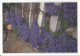 CPM  Sous Le Ciel Du Midi Lumière Et Couleurs De La Provence - Flowers