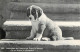 Postcard Switzerland Saint Bernard Puppey Dog - Other & Unclassified