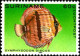 Suriname Avion N** Yv: 85/87 Poissons Tropicaux - Fische