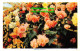 R356913 Begonia Display. Nucolorvue Productions. Victoria No. 30 - World