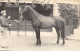 Présentation De L' Étalon FUSHIA VII Vendu Aux Haras Nationaux, Propriétaire Marcel LESGUILLONS 1955 Carte Photo - Horses