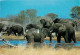Animaux - Eléphants - Afrique Du Sud - South Africa - Elephant Relaxing Peacefully In The Water - Bathing Is A Regular A - Elefanti