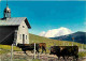 Animaux - Vaches - Col Des Aravis - La Chapelle Du Col - Au Fond Le Mont Blanc - Montagnes - Flamme Postale - CPM - Voir - Vaches