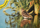 Animaux - Oiseaux - Bécassine - Carte Neuve - CPM - Voir Scans Recto-Verso - Vögel