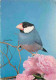 Animaux - Oiseaux - Calfat Gris De Java - CPM - Voir Scans Recto-Verso - Uccelli