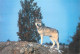 Animaux - Loups - Carte Japonnaise - Wolf - Lobo - CPM - Carte Neuve - Voir Scans Recto-Verso - Other & Unclassified