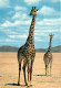Animaux - Girafes - Faune Africaine - Carte Neuve - CPM - Voir Scans Recto-Verso - Giraffe