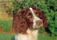 Animaux - Chiens - Springer - CPM - Voir Scans Recto-Verso - Chiens