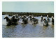 CAMARGUE - Manade De Chevaux - Other & Unclassified