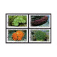 Thailand 1503-1506,1506a,MNH.Michel 1530-1533,Bl.45. Corals 1992:Catalaphillia - Tailandia