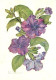 Fleurs - Brunfelsie - Illustration - CPM - Carte Neuve - Voir Scans Recto-Verso - Flowers