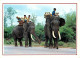 Animaux - Eléphants - Thailande - Thailand - Elephants Walking Slowly On The Road, Northern Thailand - CPM - Voir Scans  - Éléphants