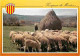 Animaux - Moutons - Provence - CPM - Voir Scans Recto-Verso - Altri & Non Classificati