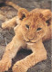 Animaux - Fauves - Lion - CPM - Voir Scans Recto-Verso - Lions