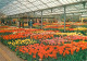 Pays-Bas - Nederland - Lisse - Keukenhof - Fleurs - CPM - Voir Scans Recto-Verso - Lisse