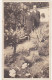 CARTE PHOTO - 1922 - Personnes Dans Un Jardin - Photographs