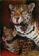 Animaux - Fauves - Jaguar - Munchener Tierparf Hellabrunn - Jaguarin Mit ]ungem - Zoo - CPM - Carte Neuve - Voir Scans R - Otros & Sin Clasificación