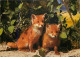 Animaux - Renards - Renardeau - Fox - CPM - Voir Scans Recto-Verso - Altri & Non Classificati