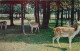 Animaux - Cervidés - Canada - Ontario - Waterford - Deer Park - Zoo - CPM Format CPA - Voir Scans Recto-Verso - Altri & Non Classificati