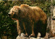 Animaux - Ours - Kodiak Bear - Bear - CPM - Voir Scans Recto-Verso - Ours