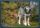 Animaux - Loups - Wolf - Lobo - CPM - Carte Neuve - Voir Scans Recto-Verso - Autres & Non Classés