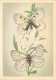 Animaux - Papillons - Papillons Diurnes D'Europe - Série 1 - 4a - Appolon Noir - Parnassius Mnemosyne L - 4b - Gazé - Ap - Schmetterlinge