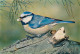 Animaux - Oiseaux - Mésange Bleue - Carte Neuve - CPM - Voir Scans Recto-Verso - Vögel