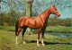 Animaux - Chevaux - Portrait De Cheval - Carte Neuve - Voir Scans Recto Verso  - Paarden