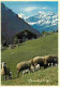 Animaux - Moutons - CPM - Voir Scans Recto-Verso - Otros & Sin Clasificación