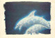 Animaux - Dauphins - CPM - Voir Scans Recto-Verso - Delfines