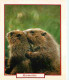 Animaux - Marmottes - CPM - Voir Scans Recto-Verso - Altri & Non Classificati