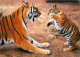 Animaux - Fauves - Tigre - Tigre Et Son Petit - Zoo De La Flèche - CPM - Voir Scans Recto-Verso - Tigri