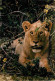 Animaux - Fauves - Lion - CPM - Voir Scans Recto-Verso - Löwen