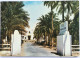 Carte Postale : Algérie : TOUGGOURT : L'Hôtel Transatlantique, Timbre En 1980 - Sonstige & Ohne Zuordnung