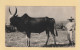 Madagascar - 1955 - Carte Plasmarine Ionyl - Dans Le Sillage De Bougainville - Zebu - Cartas & Documentos