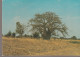 C.P. - PHOTO - SOUVENIR DU BURKINA - LE PLUS GRAND DANS LA SAVANE GEANT MAJESTUEUX - LE BOABAB - PHOTOPLUS - 038 - Burkina Faso