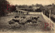 FRANCIA. FRANCE. NICE - Ferme D'Autruches De Nice - Other & Unclassified